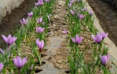 Херсонские фермеры выращивают в Украине шафран