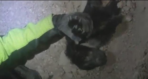В Сети появилось видео спасения собаки из-под завалов в Италии