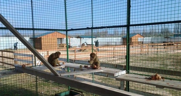 В херсонском зоопарке обезьяны лук едят охотнее бананов