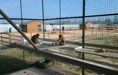 В херсонском зоопарке обезьяны лук едят охотнее бананов