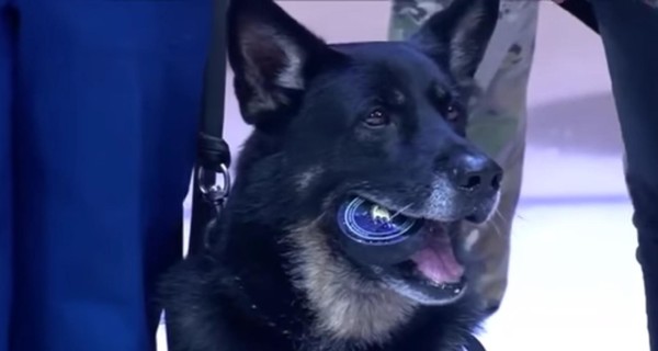 Военный пес произвел вбрасывание перед матчем NHL