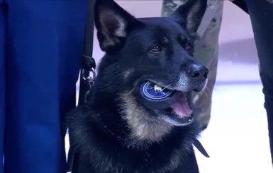 Военный пес произвел вбрасывание перед матчем NHL