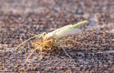 На Кавказе ученые нашли редких комаров-мутантов