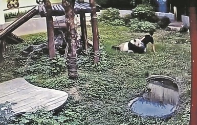 Китаец вызвал на бой добродушного медведя и еле ноги унес