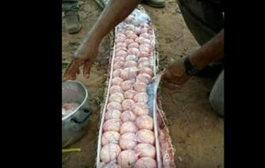 В Нигерии убили змею, внутри которой оказались десятки яиц