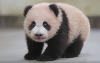 Крошка-панда, которая научилась ходить, умилила соцсети 