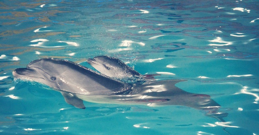 В Харькове в семье дельфинов-переселенцев родился малыш