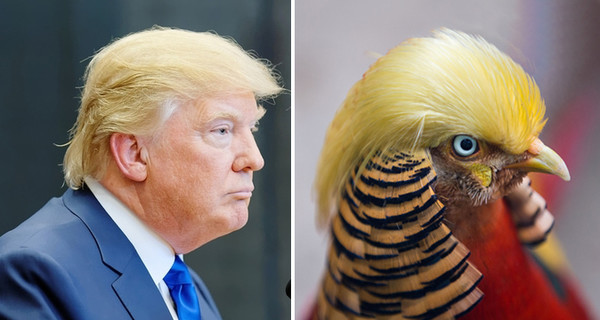 Фотофакт. У золотого фазана нашли общую черту с Трампом