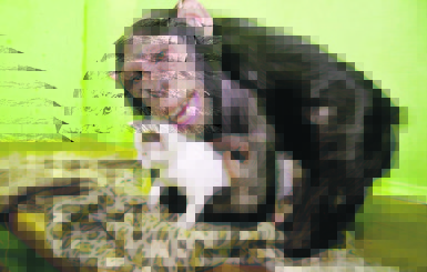 Шимпанзе усыновила бездомного котенка