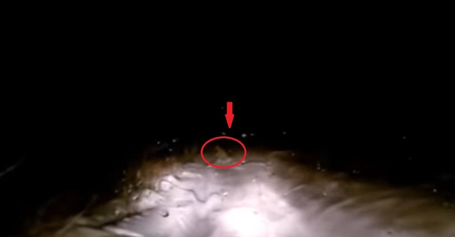 В России очевидец случайно снял на видео снежного человека