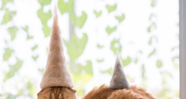 Японец создает шапочки из кошачьей шерсти для своих любимцев 