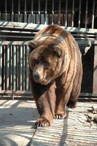  Как скоро мы увидим одесских медвежат 