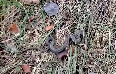 В Карпатах туристы показывают свежие фото змей