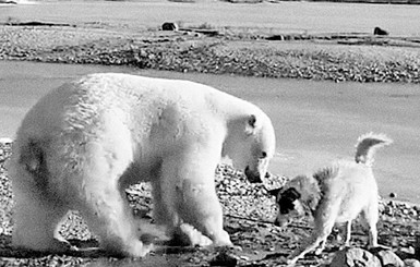 Туристы сняли на видео самого доброго белого медведя в мире