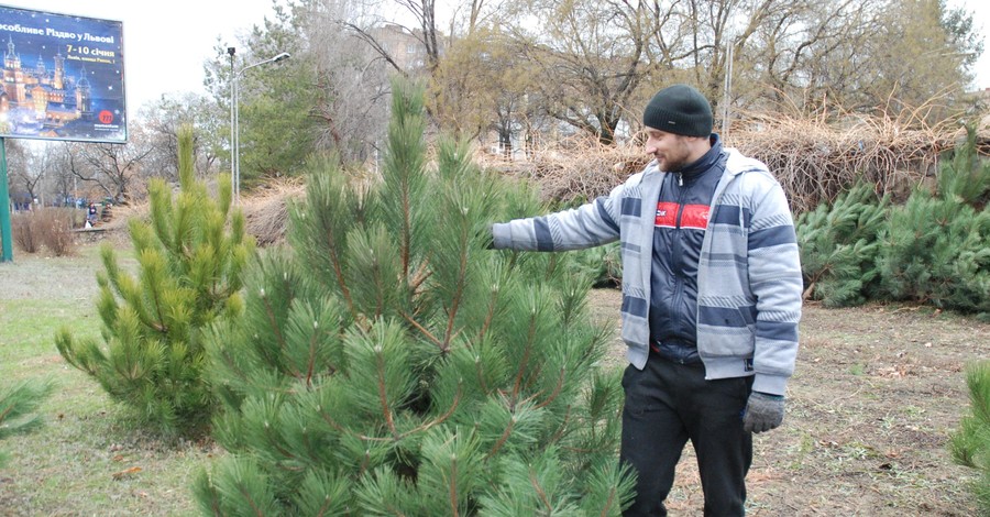 В Украине уже практически определились с ценами на главное новогоднее дерево