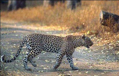 В России застрелили леопарда, который напал на сотрудницу зоопарка