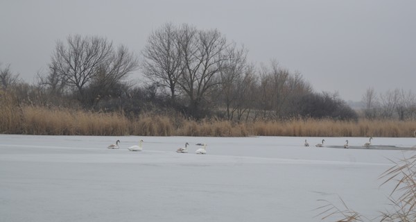 Запорожские спасатели вызволили из ледяного плена 8 лебедей