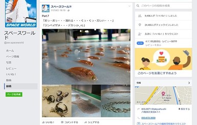 Японский парк извинился за то, что заморозил в катке пять тысяч рыб