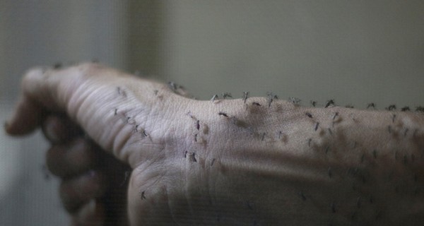 В штате Техас впервые зафиксировано заражение вирусом Зика через укус комара