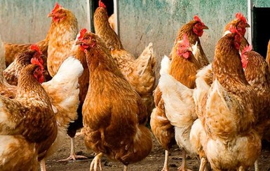 В Херсонской области обнаружили птичий грипп