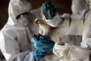 В Крыму снова свирепствует птичий грипп 