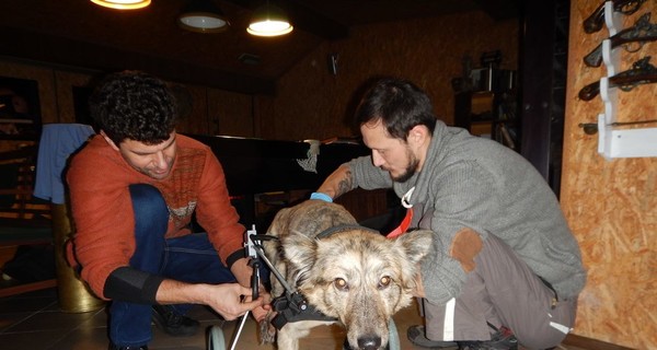 На Львовщине волонтеры выхаживают пса, в которого выпустили пять пуль