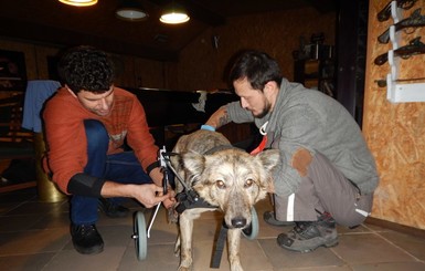 На Львовщине волонтеры выхаживают пса, в которого выпустили пять пуль