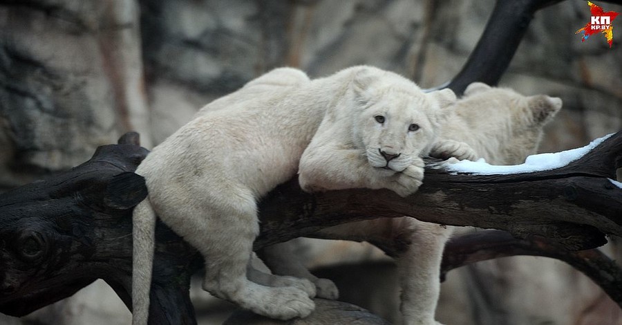 Сын Лукашенко подарил зоопарку двух белых львят