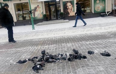 В Сумах во время уборки снега трактор раздавил несколько десятков голубей