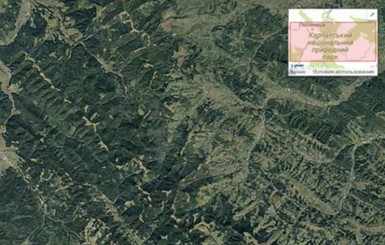В сети показали, как вырубили карпатские леса