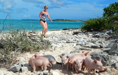 На Багамах процветает остров свиней: фото