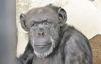 Впервые в истории суд освободил шимпанзе из зоопарка
