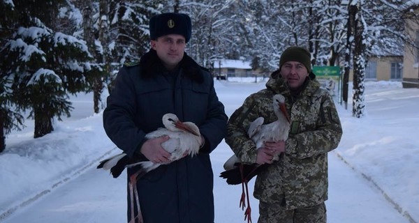 В Черкассах пограничники спасли аистов 