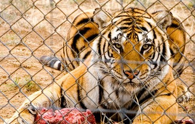 Дворник Николаевского зоопарка прыгнул в вольер с тиграми