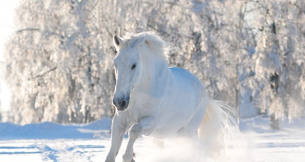 Под Киевом охотник застрелил племенного коня за 1,5 миллиона гривен  