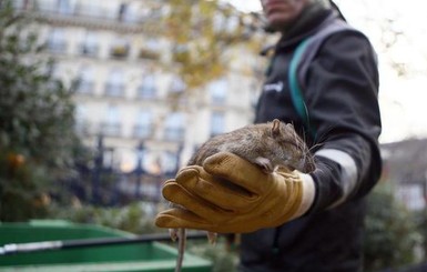 В Париже закрыли несколько парков из-за нашествия крыс