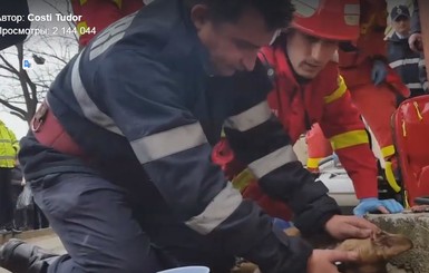 Сеть тронуло видео спасения жизни маленькому псу пожарным
