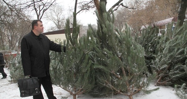 В Киеве елки будут продавать по 100 гривен за метр