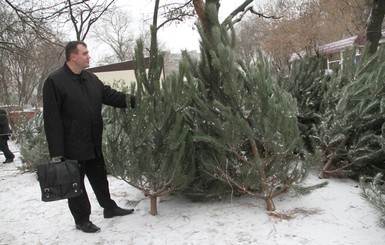 В Киеве елки будут продавать по 100 гривен за метр