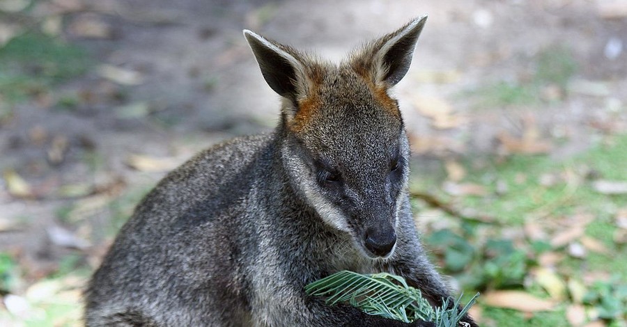 В Австралии гигантский питон проглотил кенгуру 