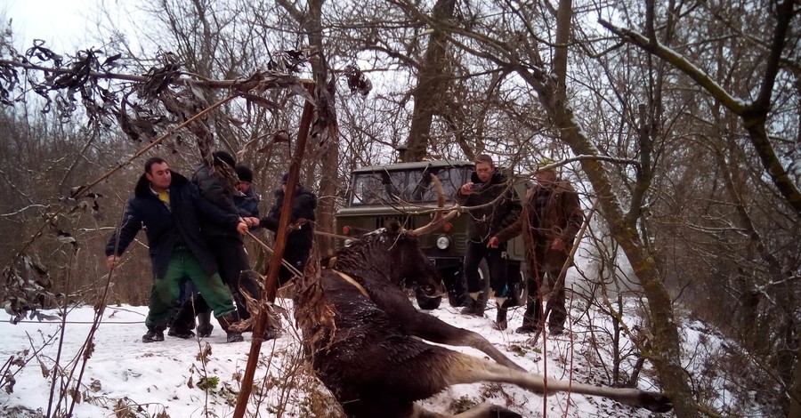В Харьковской области спасли лося, который застрял в реке