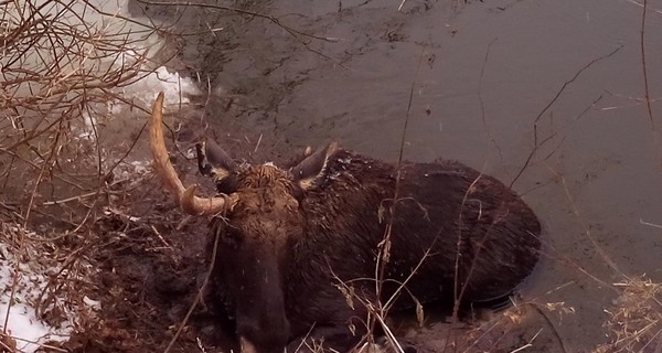 В западню попался лось, и спасать его пришлось