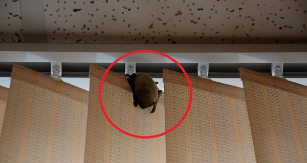 Под Одессой сотрудников мэрии выживают летучие мыши