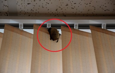 Под Одессой сотрудников мэрии выживают летучие мыши