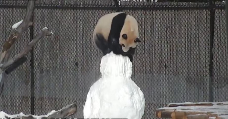 Неожиданная реакция панды на снежную бабу умилила Сеть