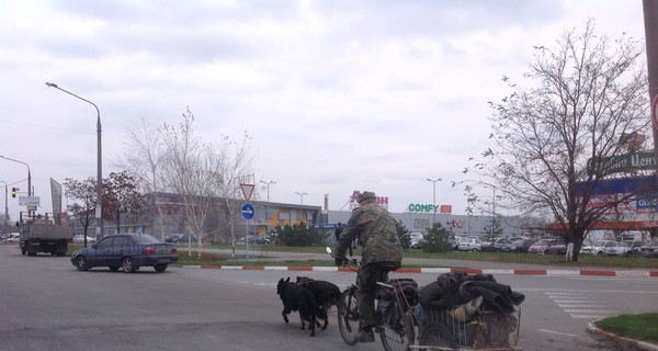 По Запорожью разъезжает собачья упряжка