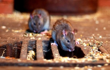 В ЮАР трехмесячную девочку съели крысы, пока мать развлекалась в баре