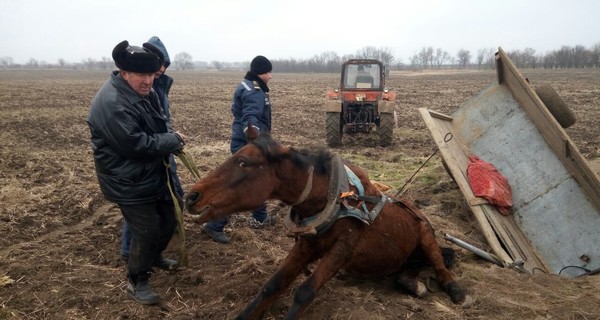 Под Одессой для спасения 300-килограммового коня понадобился трактор