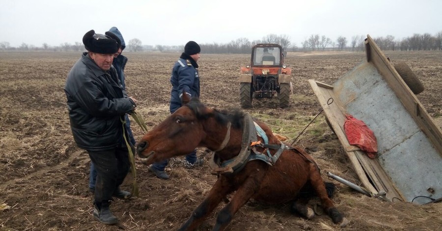 Под Одессой для спасения 300-килограммового коня понадобился трактор