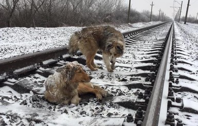 В Закарпатье пес два дня прикрывал телом раненую подругу на рельсах